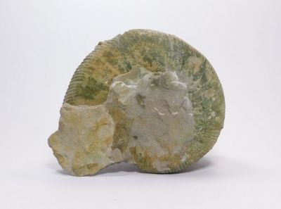 Amonit Perisphinctes sp. - Podlesie, Polsko Amonit Perisphinctes sp. - Podlesie, Polsko